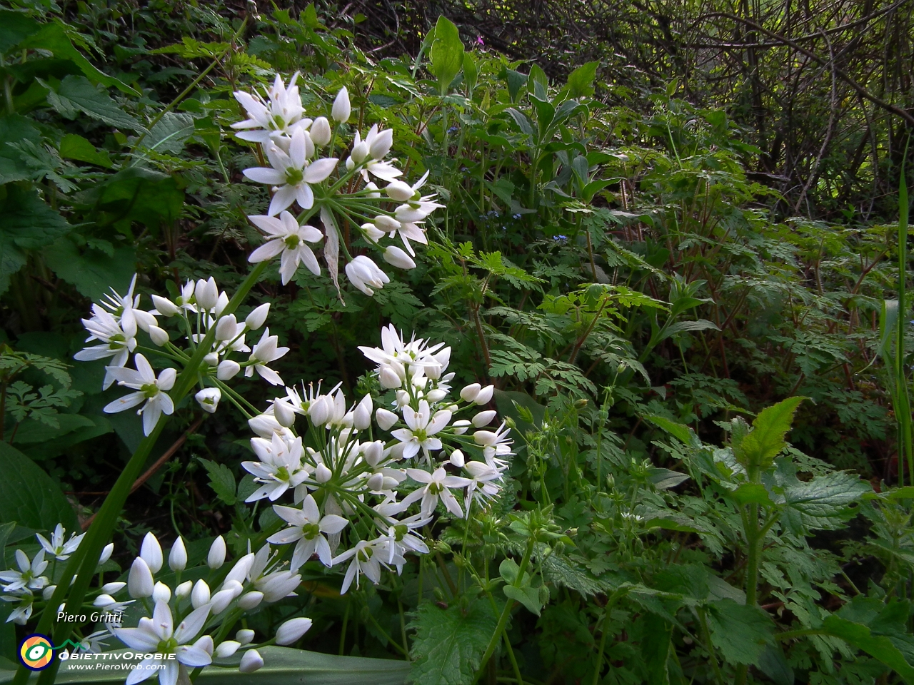 18 latte di gallina (Ornithogalum umbellatum)..JPG